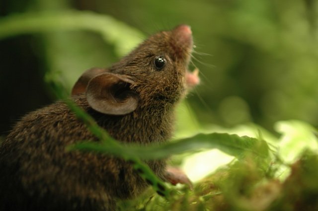 Alston's singing mouse. Credit: Bret Pasch singing mouse