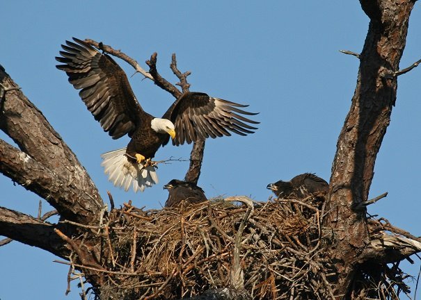 finigan the bald eagle earth rangers wild wire blog finigan the bald eagle earth rangers wild wire blog