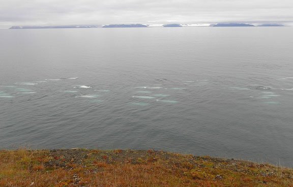 Beluga whale pod off the shore