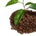 coffee beans plant