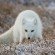 snow_arctic_fox