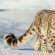 snow leopard