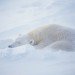 snow, sleeping, polar bear