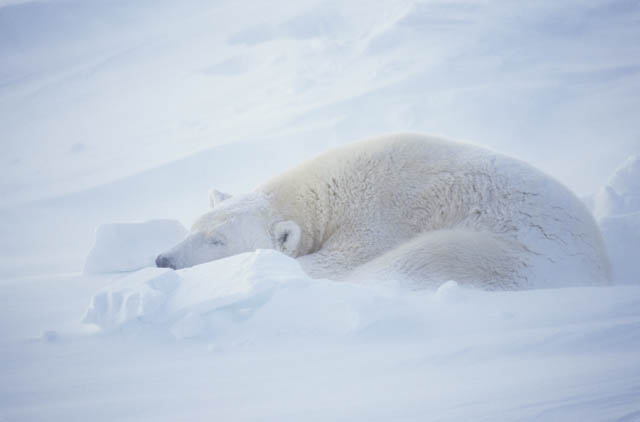 Polar bear polar bear, sleeping, Ursus maritimus, Arctic, Canada