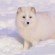 arctic fox winter snow