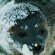 Ringed Seal
