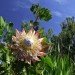 flower cape region south africa jan schnitzler flower, plant, cape region, South Africa