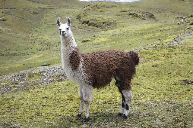 Wild animals of bolivia