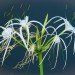 spider lilies Bangkok Thailand spider lilies thailand