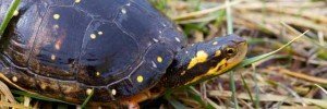 spotted turtle grass