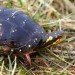 spotted turtle spotted turtle grass