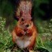red squirrel