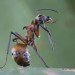 fish hook ant polyrhachis bihamata piotr naskrecki fish hook ant, polyrhachis bihamata