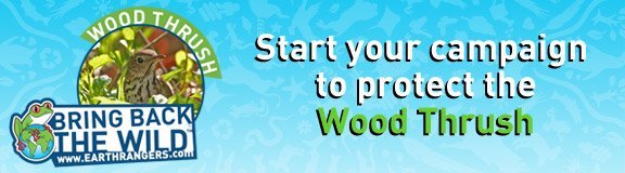 Start your campaign to protect the wood thrush Start your campaign to protect the wood thrush