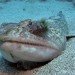 strange_fish_synodus_synodus_philippe_guillaume