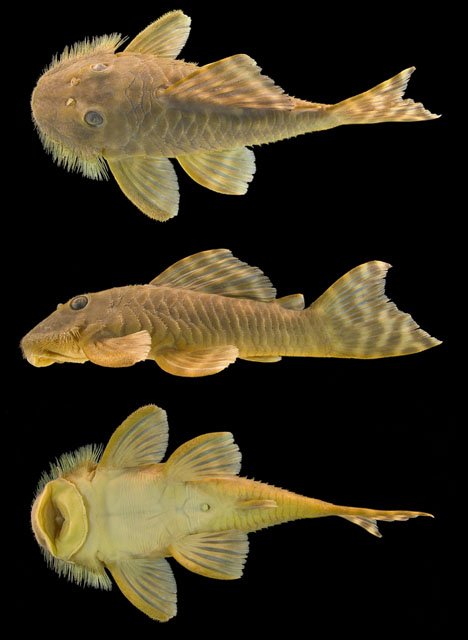 suckermouth_catfish_pseudancistrus_kwinti_phil_willink Suckermouth catfish, Pseudancistrus kwinti