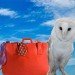 Echo Barn Owl suitcase Echo Barn Owl suitcase