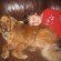 Super Ranger Alex with dog