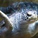 leatherback turtle swimming leatherback turtle swimming