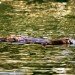 swimming_platypus swimming_platypus