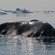 bowhead whale
