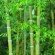 bamboo, grass, tall
