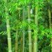 bamboo, grass, tall
