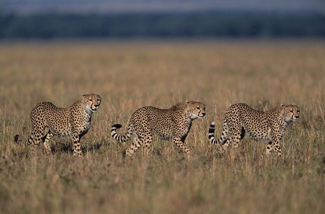 DV-00199383-001 Three Cheetahs prowling savanna