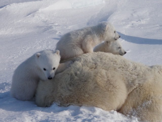 Polar bear cubs: Photo credit: L Sciullo