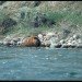 tiger wildlife sanctuary