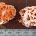 spongiforma squarepantisii