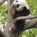 panda eating a tree panda eating tree