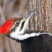 pileated woodpecker pileated woodpecker