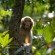 monkey in a tree