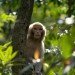 tree_with_monkey monkey in a tree