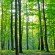 boreal forest