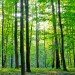 boreal forest