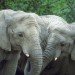 elephants