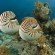 two nautilus swimming coral reef