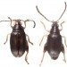 beetles new caladonia