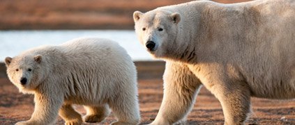 Mother polar bear with young Mother polar bear with young