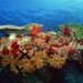 coral reef ocean