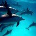 diving with dolphins