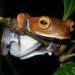 rhacophorus vampyrus vampire flying frog Rhacophorus Vampyrus vampire flying frog