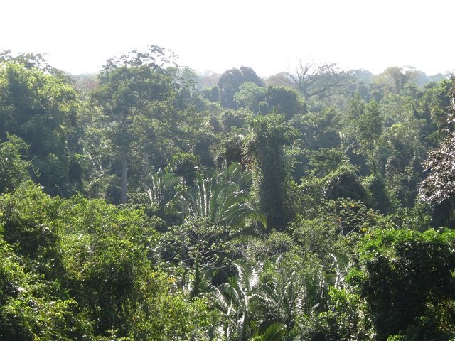 View of Rainforest from Observation Tower