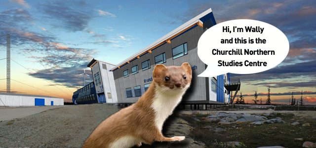 churchill manitoba norther studies research centre