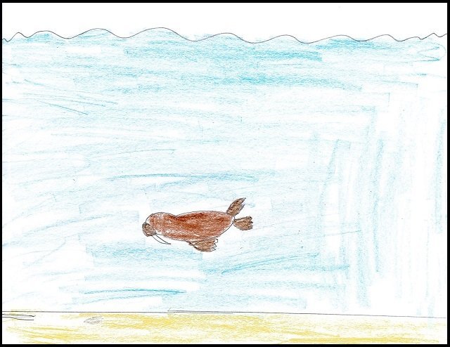 walrus