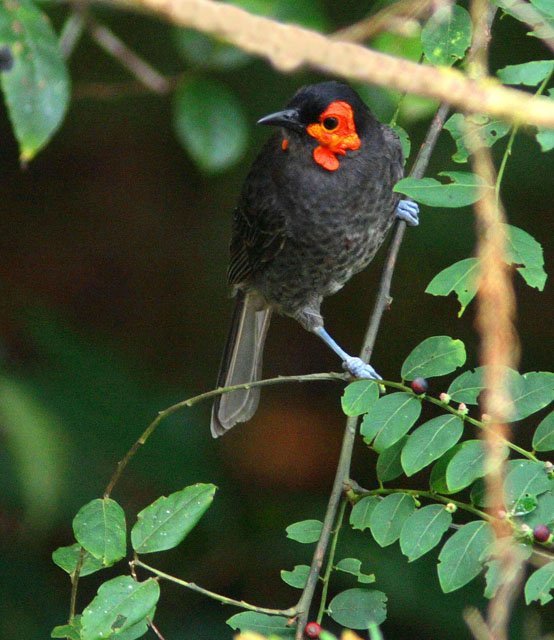 wattled_smoky_honeyeater_bruce_beeler wattled smoky honeyeater