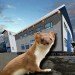 weasel at the Northern Studies Centre Churchill weasel,Northern Studies Centre, Churchill, Manitoba