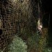 Giant Golden Orb Weaver Spider
